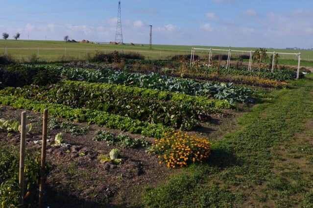 Market Garden, Mulch, Humusaufbau
