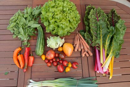 Salat, Möhren, Tomaten, Paprika, Basilikum, Lauchzwiebel, Kohlrabi Superschmelz, Mangold GemüeseKiste KW 35, frisch, lecker, natürlich gewachsen