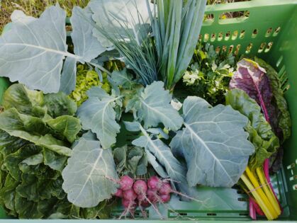 Kohlrabi, Mangold, Salat, Schnittlauch, Petersilie, Lauchzwiebel, Radieschen GemüseKiste KW 24, frisch, lecker, natürlich gewachsen