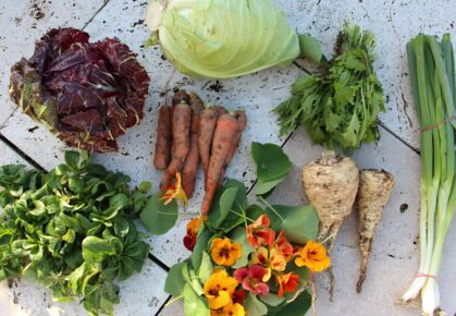 Radicchio, Feldsalat, Kapuzinerkresse, Möhren, Pastinake, Asia Mix, Lauchzwiebel, Spitzkohl GemüeseKiste KW 36, frisch, lecker, natürlich gewachsen