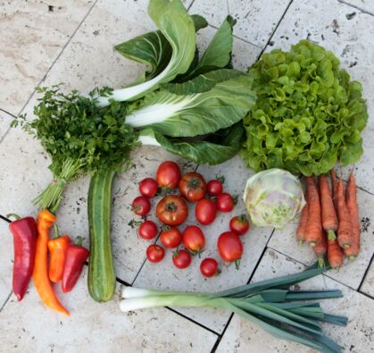 Eichblatt, Möhren, Tomaten, Paprika, Poree, Pak Choi, Kohlrabi Superschmelz, Petersilie, Zucchini GemüeseKiste KW 36, frisch, lecker, natürlich gewachsen