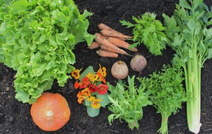 Kapuzinerkresse, Stangensellerie, Kürbis, Endivie, Möhren, Rote/gelbe Bete, Ruccola, Petersilie, Asia Mix GemüeseKiste KW 36, frisch, lecker, natürlich gewachsen