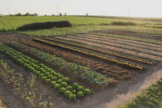 Market Garden, Mulch, Humusaufbau