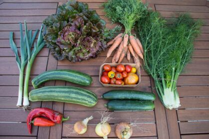 Salat, Zwiebel, Porree, Gurke, Zucchini, Möhren, Tomaten, Paprika, Fenchel GemüeseKiste KW 32, frisch, lecker, natürlich gewachsen