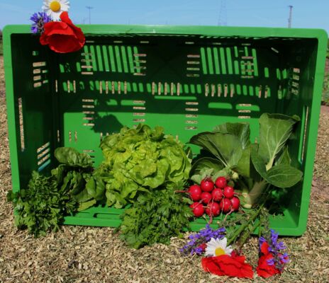 Salat, Petersilie, Koriander, Pak Choi, Radieschen, Mangold GemüseKiste KW 23 frisch, lecker, natürlich gewachsen