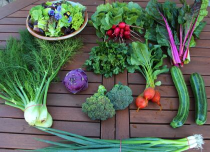 Pflücksalat mit essebaren Blüten, gelbe Bete, Kohlrabi, Petersilie, Lauchzwiebel, Mangold, Radieschen, Fenchel, Zucchini, Brokkoli GemüeseKiste KW 26, frisch, lecker, natürlich gewachsen