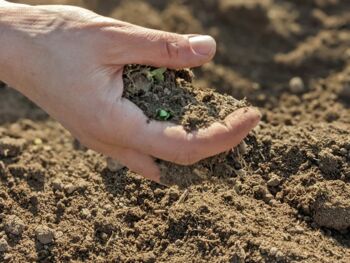 Bodenstrukturanalyse | Bodenbearbeitung mit der Hand - Coccinellis Gemüsegarten in Riesa