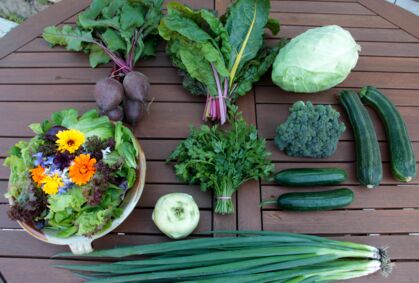 Pflücksalat mit essbaren Blüten, rote Bete, Kohlrabi, Petersilie, Lauchzwiebel, Mangold, Gurke, Zucchini, Brokkoli, Spitzkohl GemüeseKiste KW 27, frisch, lecker, natürlich gewachsen