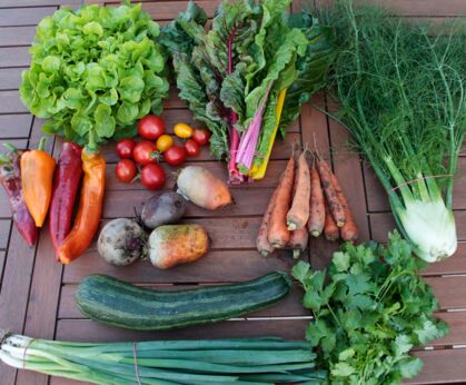 Eichblatt, Möhren, Tomaten, Paprika, Fenchel, Lauchzwiebel, Mangold, Koriander, Zucchini, gelbe/rote Bete GemüeseKiste KW 36, frisch, lecker, natürlich gewachsen
