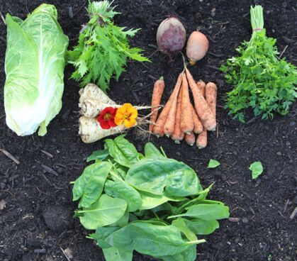 Möhren, Rote/gelbe Bete, Petersilie, Pastinake, Zuckerhut, Spinat, Asia Mix GemüeseKiste KW 36, frisch, lecker, natürlich gewachsen